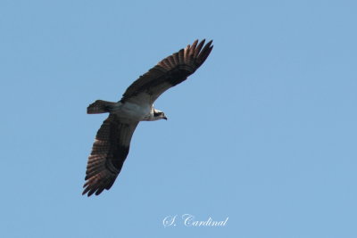 2013 Balbuzard pecheur 02.JPG