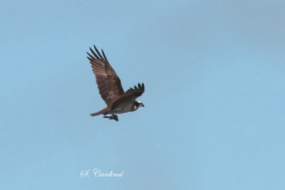 2013 Balbuzard pecheur 03.JPG