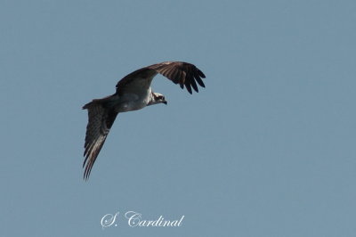 2013 Balbuzard pecheur 06.JPG
