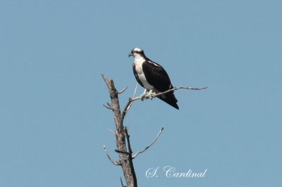 2013 Balbuzard pecheur 07.JPG