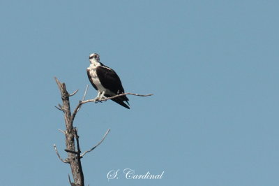 2013 Balbuzard pecheur 08.JPG