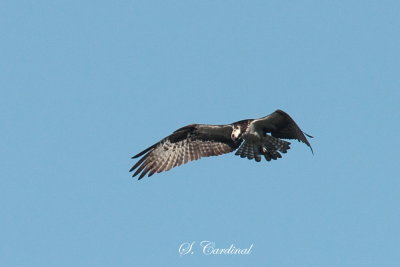 2013 Balbuzard pecheur 10.JPG