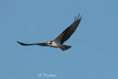 2013 Balbuzard pecheur 11.JPG