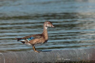 2013 Canard branchu 02.JPG