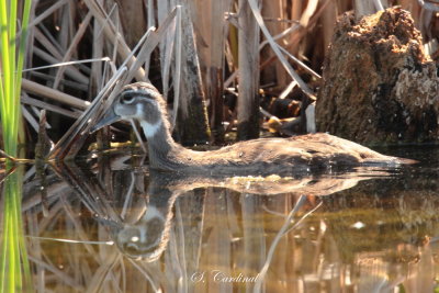 2013 Canard branchu  juvenile.JPG