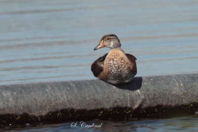 2013 Canard branchu 01.JPG