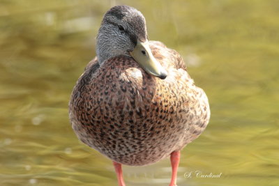 2013 Canard colvert 02.JPG
