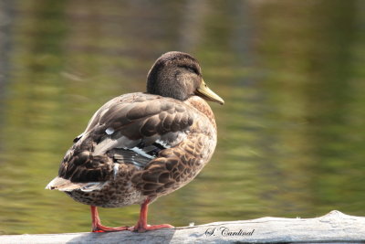 2013 Canard colvert 03.JPG