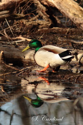 2013 Canard colvert 04.JPG