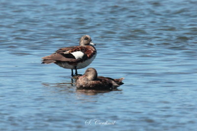 2013 Canard dAmrique 01.JPG