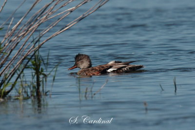 2013 Canard dAmrique 05.JPG