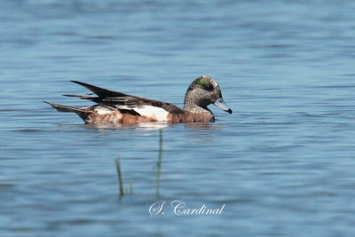 2013 Canard dAmrique 07.JPG