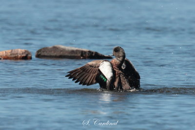 2013 Canard dAmrique 08.JPG