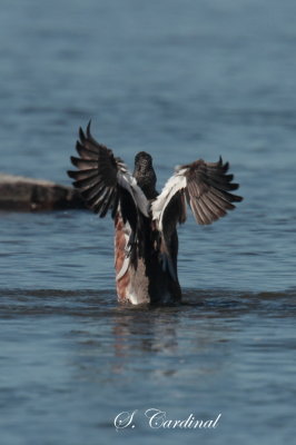 2013 Canard dAmrique 10.JPG