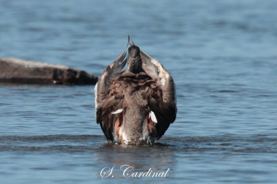 2013 Canard dAmrique 11.JPG