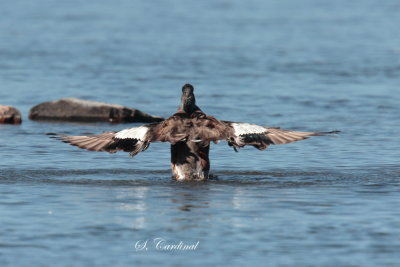 2013 Canard dAmrique 12.JPG
