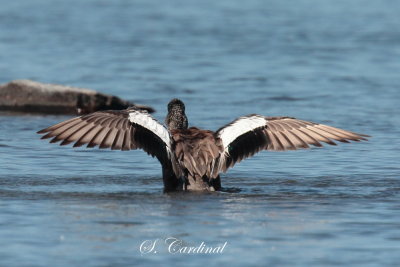 2013 Canard dAmrique 14.JPG