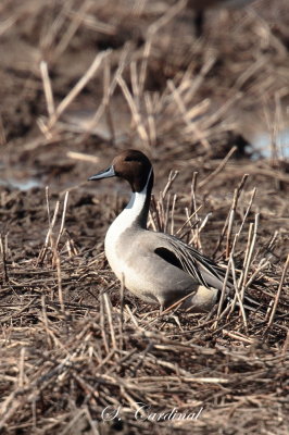 2013 Canard Pilet 02.JPG