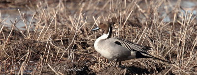 2013 Canard Pilet 05.JPG