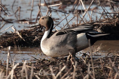 2013 Canard Pilet 08.JPG