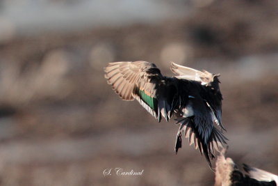 2013 Canard Pilet 10.JPG