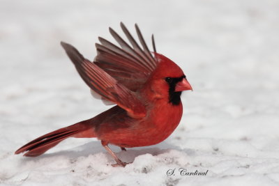 2013 Cardinal rouge 01.JPG