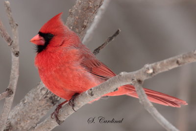 2013 Cardinal rouge 06.JPG