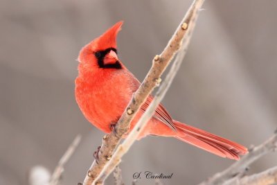 2013 Cardinal rouge 08.JPG