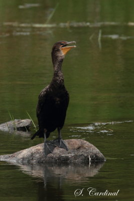 2013 Cormoran a aigrette 01.JPG