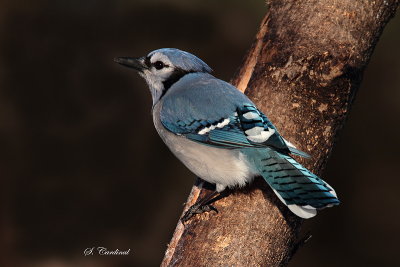 2013 Geai bleu01 copie.JPG