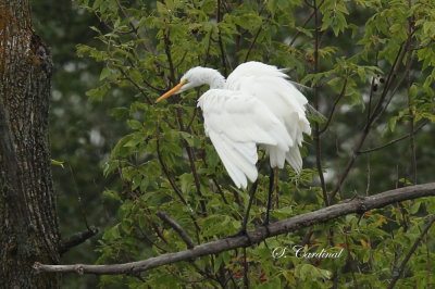 2013 Grande aigrette 02.JPG