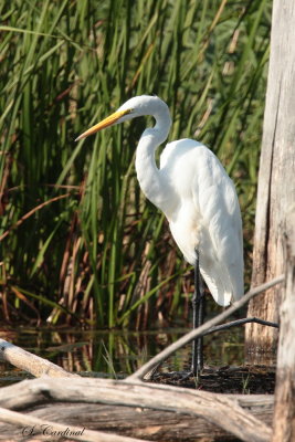 2013 Grande aigrette 04.JPG