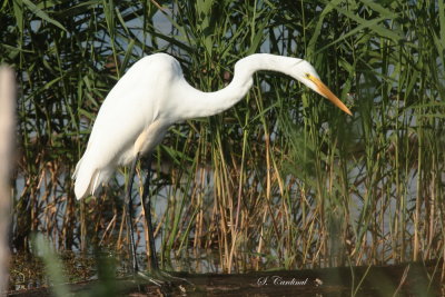 2013 Grande aigrette 05.JPG