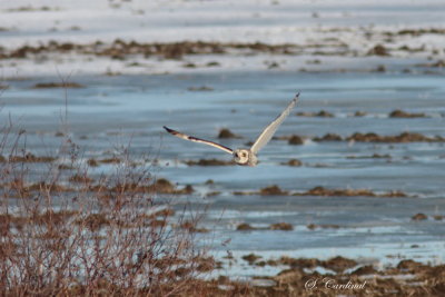 2013 Hibou des marais 01.JPG