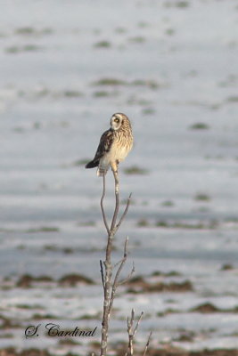 2013 Hibou des marais 03.JPG