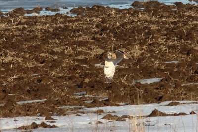 2013 Hibou des marais 04.JPG