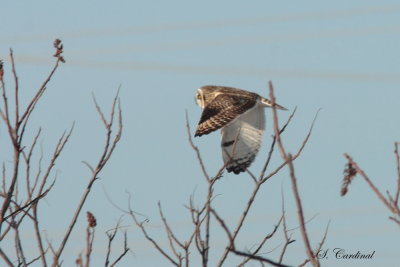 2013 Hibou des marais 06.JPG