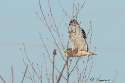 2013 Hibou des marais 07.JPG