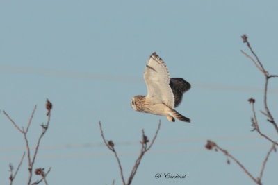 2013 Hibou des marais 09.JPG