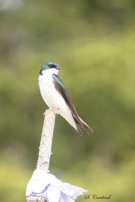 2013 Hirondelle bicolore 07.JPG