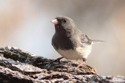 2013 Junco ardoiser 01.JPG