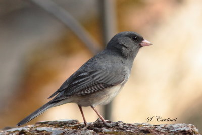 2013 Junco ardoiser 04.JPG