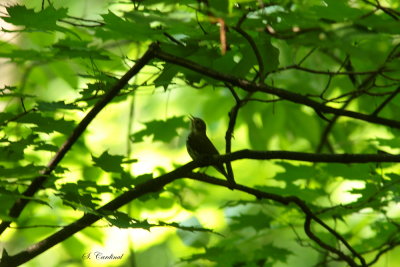 2013 Paruline couronne 01.JPG