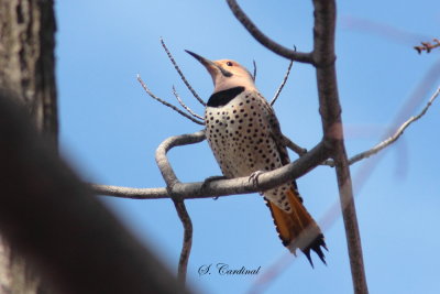 2013 Pic flamboyant 02.JPG