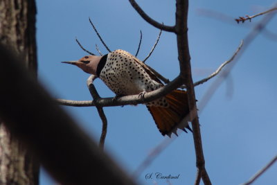 2013 Pic flamboyant 03.JPG