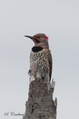 2013 Pic flamboyant 04.JPG