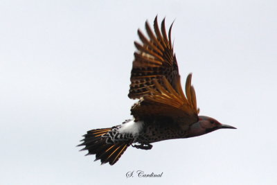2013 Pic flamboyant 05.JPG