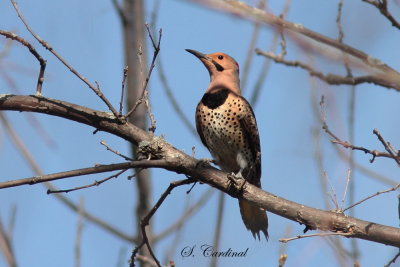 2013 Pic flamboyant 08.JPG