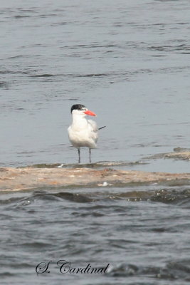 2013 Sterne Caspienne 01.JPG