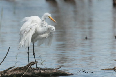 2013 Grande aigrette 02.JPG